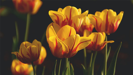 盛放的色彩 郁金香唯美高清桌面壁纸鉴赏