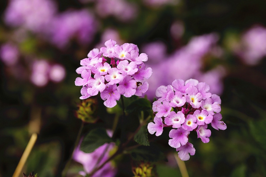生态花卉 蔓马缨丹清香宜人摄影图片的艺术之美