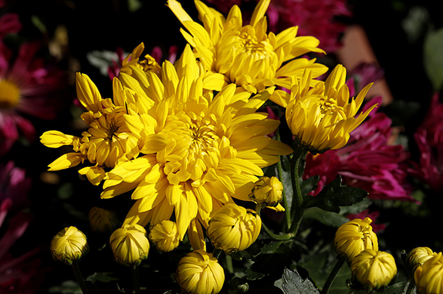 灿烂黄金菊 生态苗木中的自然瑰宝