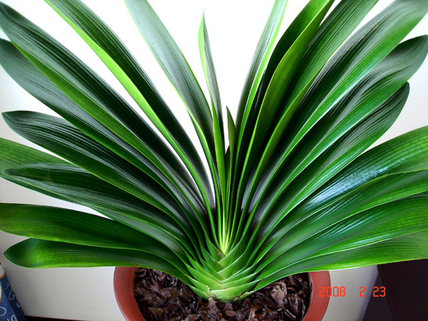 君子兰图片大全(2) 常绿花木赏析