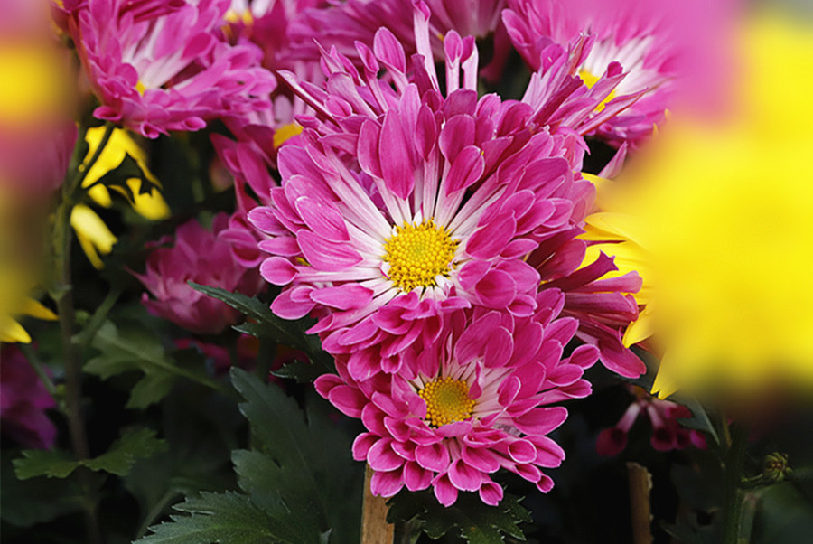 生态花卉 菊花盛开的季节摄影图片与工艺品之美