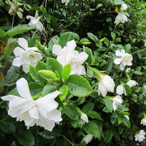 大花浓香牡丹栀子花 四季芬芳的阳台与桌面绿植优选