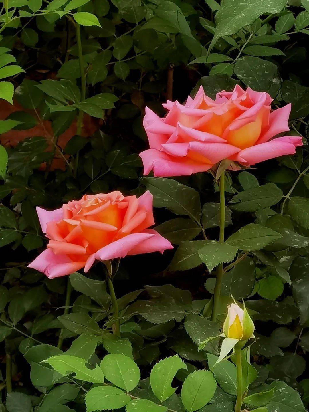 现代月季 园林花卉中的璀璨明珠