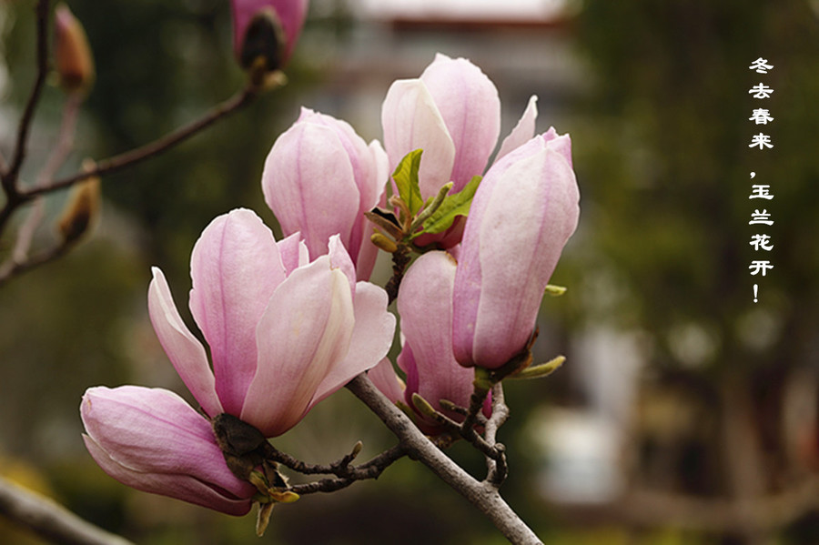 生态花卉 一朵玉兰一首歌