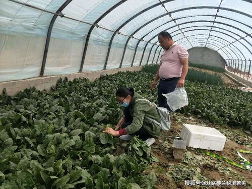 若羌县 技术培训筑牢防线，倾力打造放心“菜篮子”