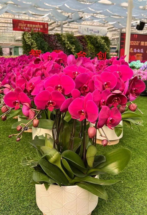 花满金陵,美好生活——2022南京精品年宵花展暨工艺品展